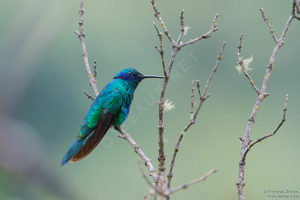 Colibri anaïs