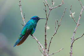 Sparkling Violetear