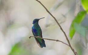 Sparkling Violetear