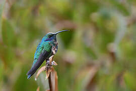 Lesser Violetear