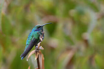 Colibri cyanote