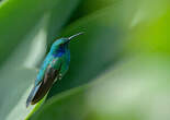 Colibri cyanote