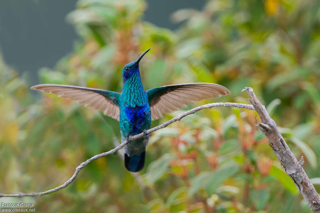Colibri d'Anaïs adulte, comportement