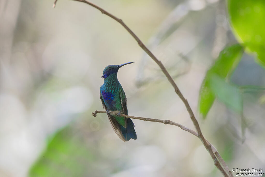 Sparkling Violetear