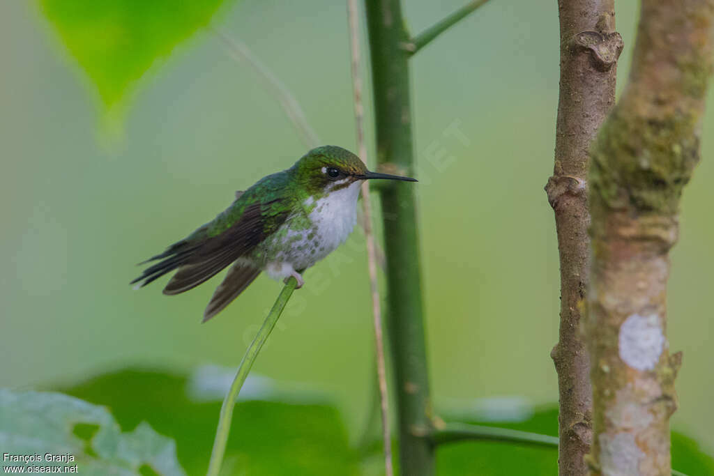 Purple-bibbed Whitetip female adult