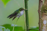 Colibri de Benjamin