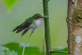 Purple-bibbed Whitetip