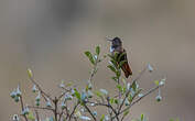 Colibri de Castelnau