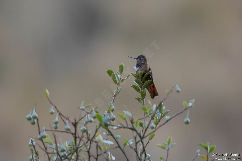 Colibri de Castelneau