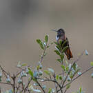 Colibri de Castelneau