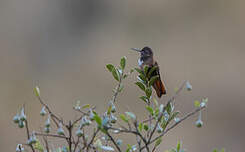 Colibri de Castelneau