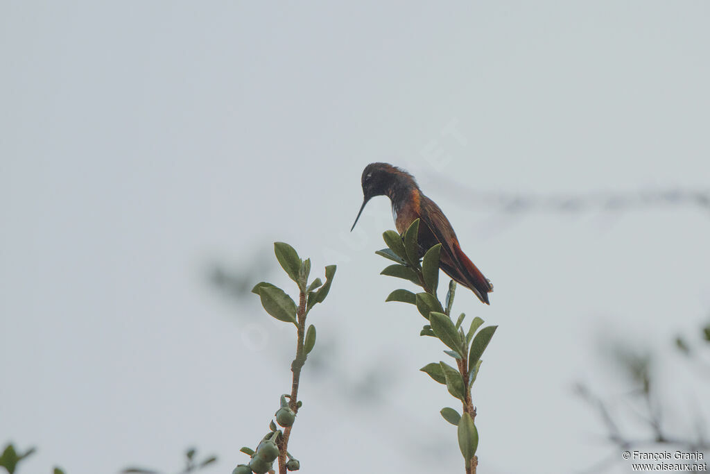 White-tufted Sunbeam