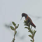 Colibri de Castelneau