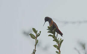 White-tufted Sunbeam