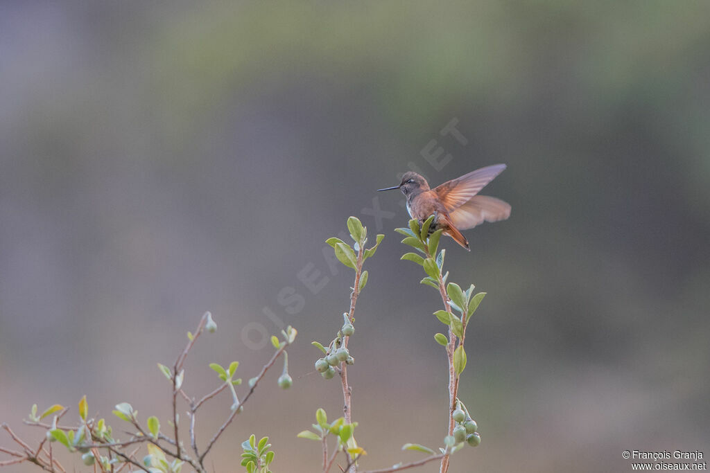 Colibri de Castelneau