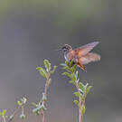 Colibri de Castelneau