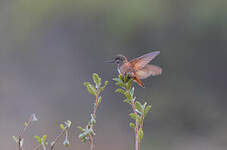 Colibri de Castelneau