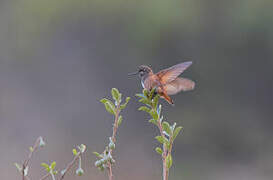 White-tufted Sunbeam