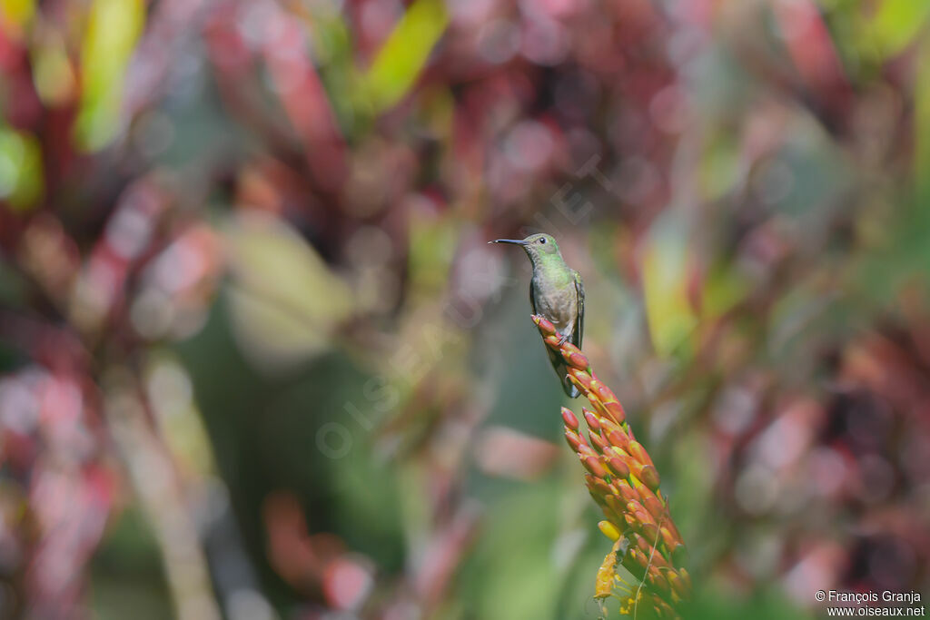 Scaly-breasted Hummingbird