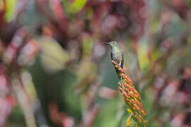 Scaly-breasted Hummingbird