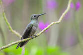 Colibri de Cuvier