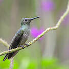 Colibri de Cuvier
