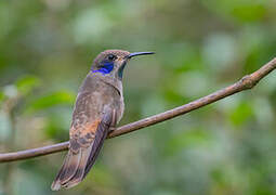 Brown Violetear