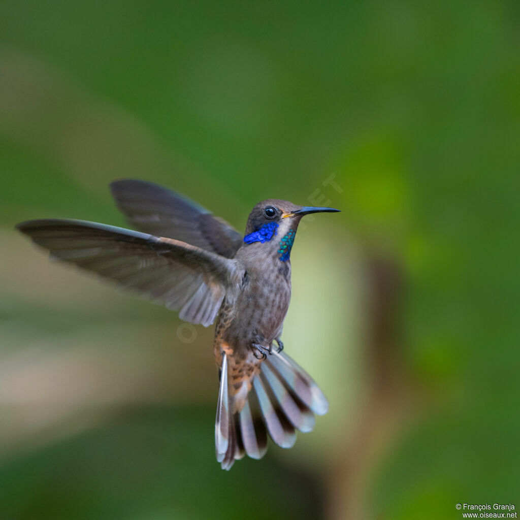 Colibri de Delphine