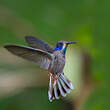 Colibri de Delphine