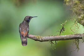 Brown Violetear