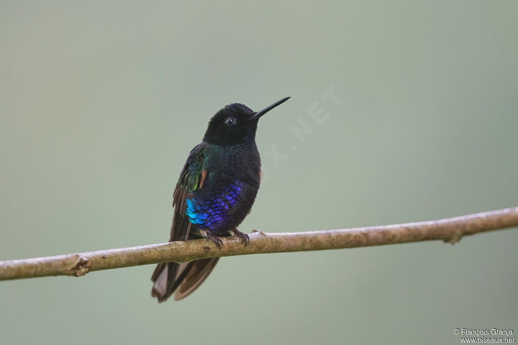 Velvet-purple Coronet