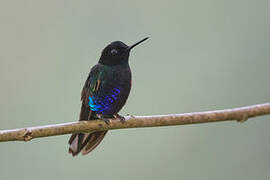 Velvet-purple Coronet