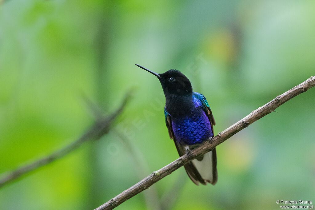 Velvet-purple Coronet