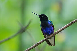 Velvet-purple Coronet