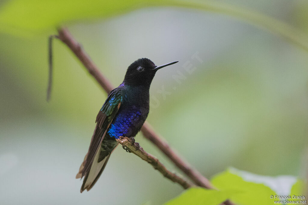 Colibri de Jardine