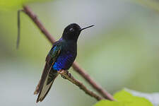 Colibri de Jardine