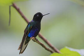 Velvet-purple Coronet