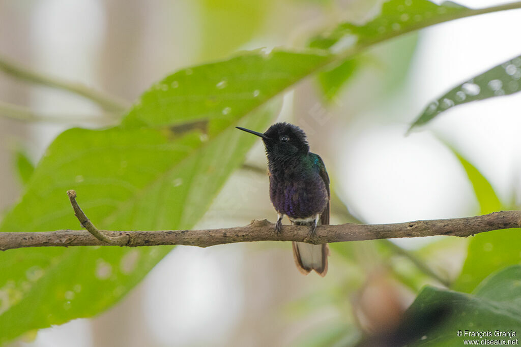 Colibri de Jardine