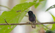 Colibri de Jardine