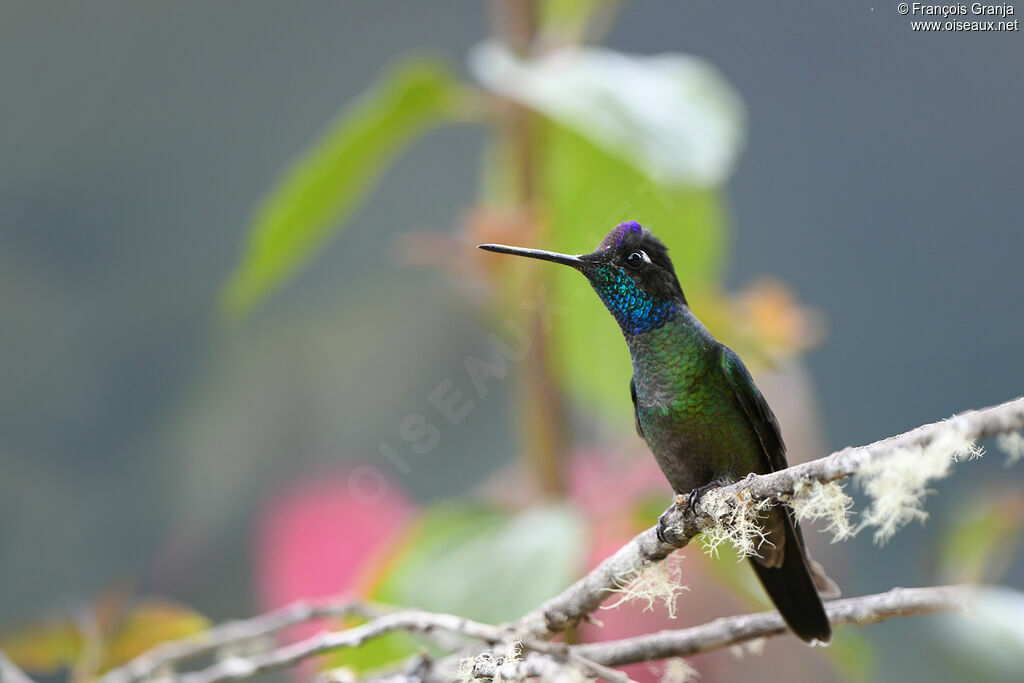 Colibri de la Talamanca