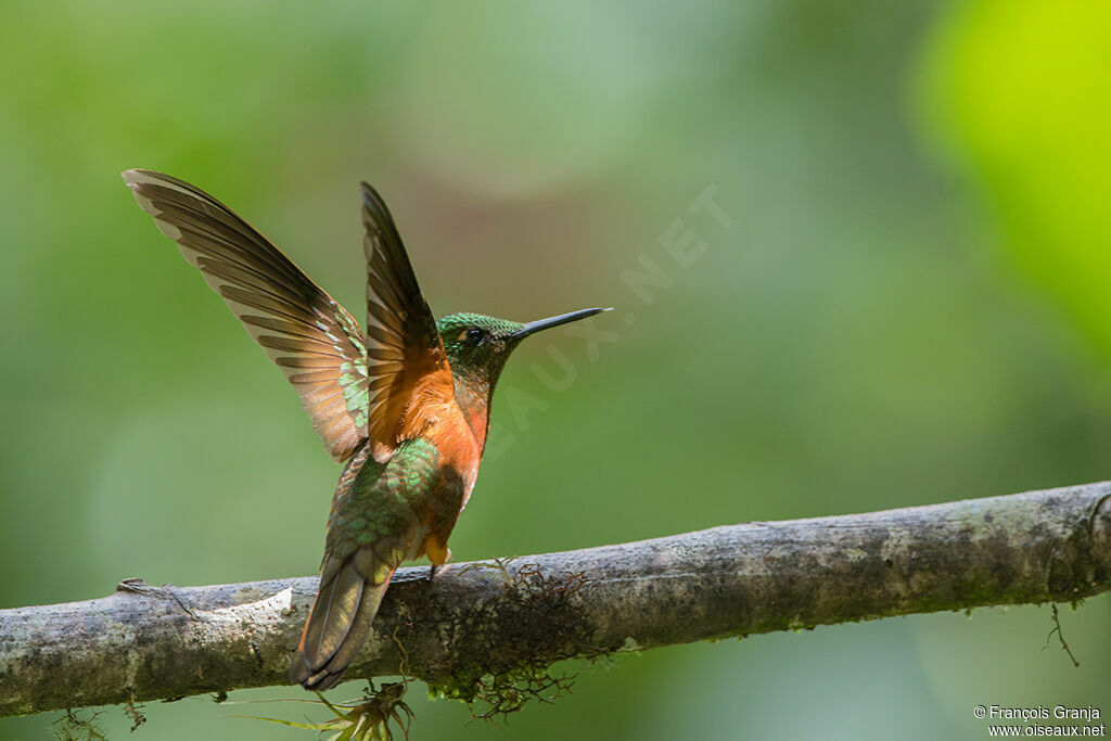 Chestnut-breasted Coronet