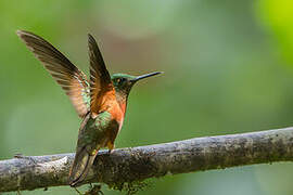 Chestnut-breasted Coronet