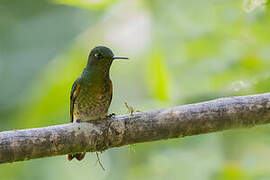 Chestnut-breasted Coronet