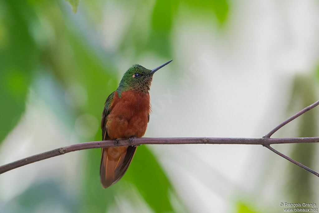 Colibri de Matthews