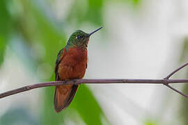 Chestnut-breasted Coronet