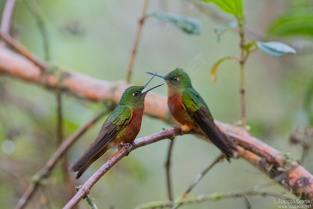 Chestnut-breasted Coronet