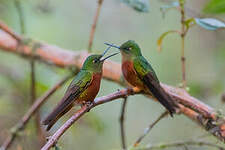 Colibri de Matthews