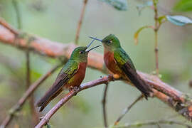 Chestnut-breasted Coronet