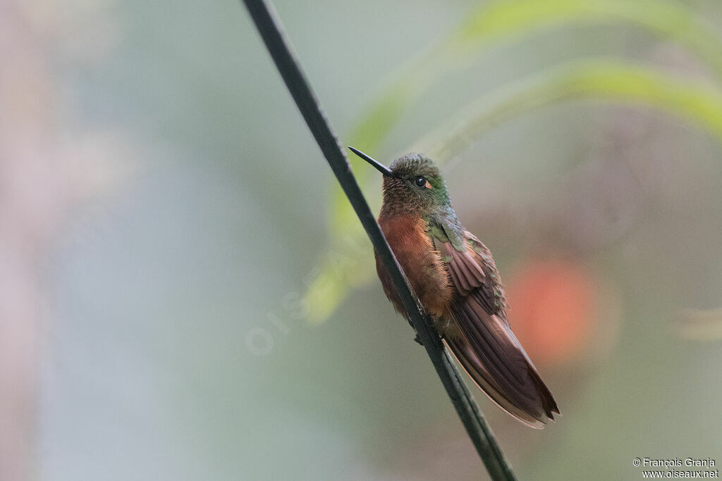 Chestnut-breasted Coronet