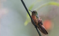 Colibri de Matthews